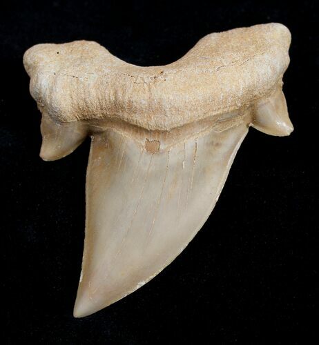 Inch Otodus Fossil Shark Tooth - Very Nice #1744